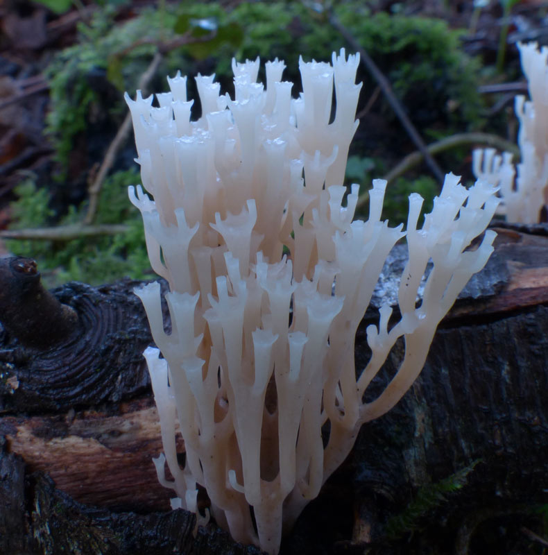 Artomyces pyxidatus 447.jpg