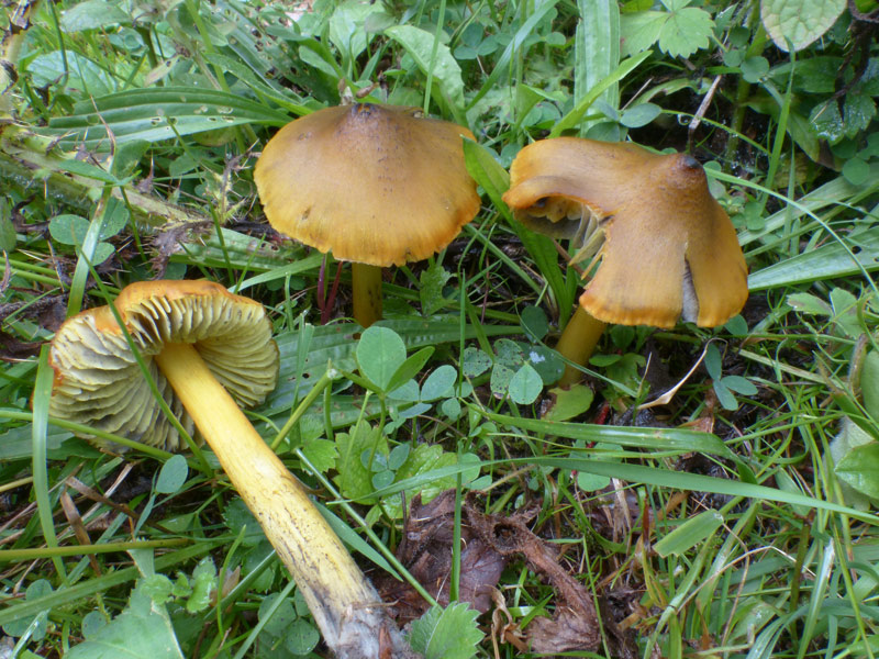 Agrocybe conica 477.jpg