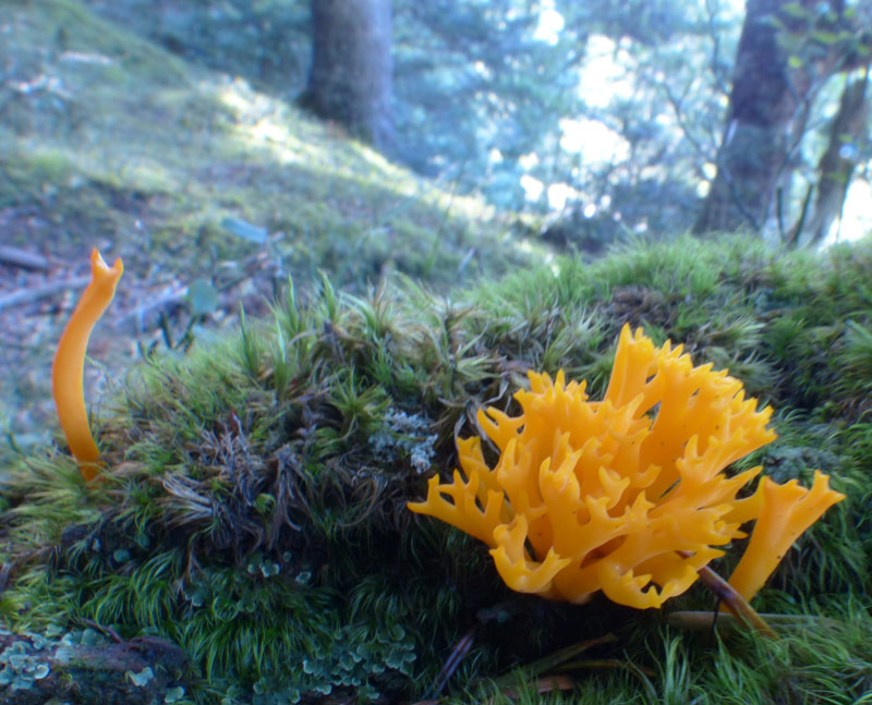 Calocera cornea 486.jpg