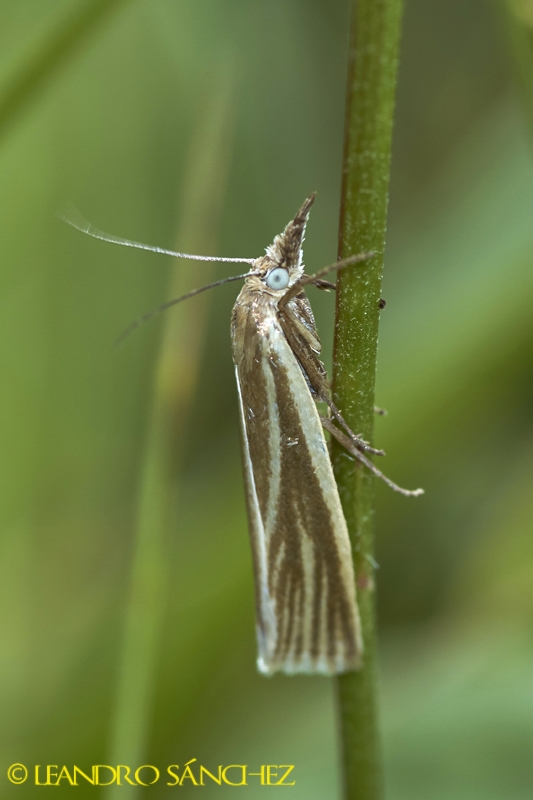 Crambus perlella.jpg