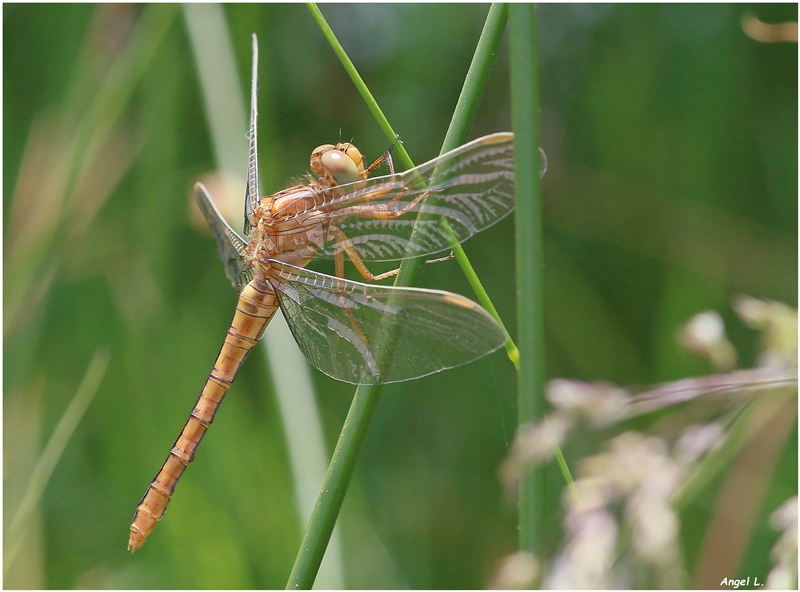 R22. Orthetrum coerulescens (hembra) 3, Robregordo (Madrid), 19 jun 17.JPG