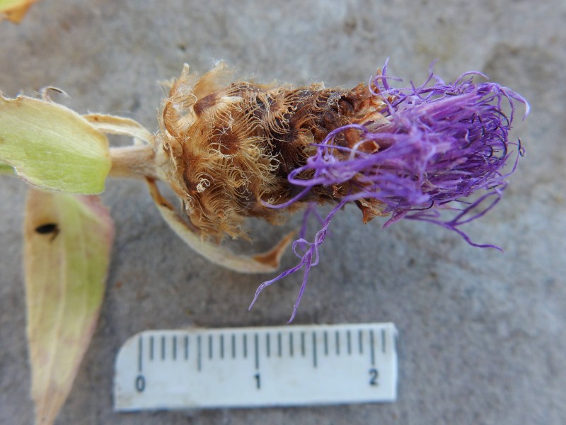 Centaurea nigra  3.jpg