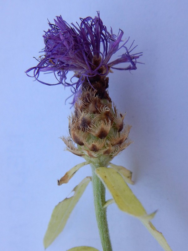 Centaurea nigra  2.jpg