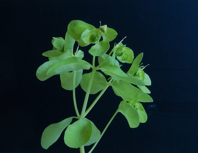 Euphorbia peplus.jpg