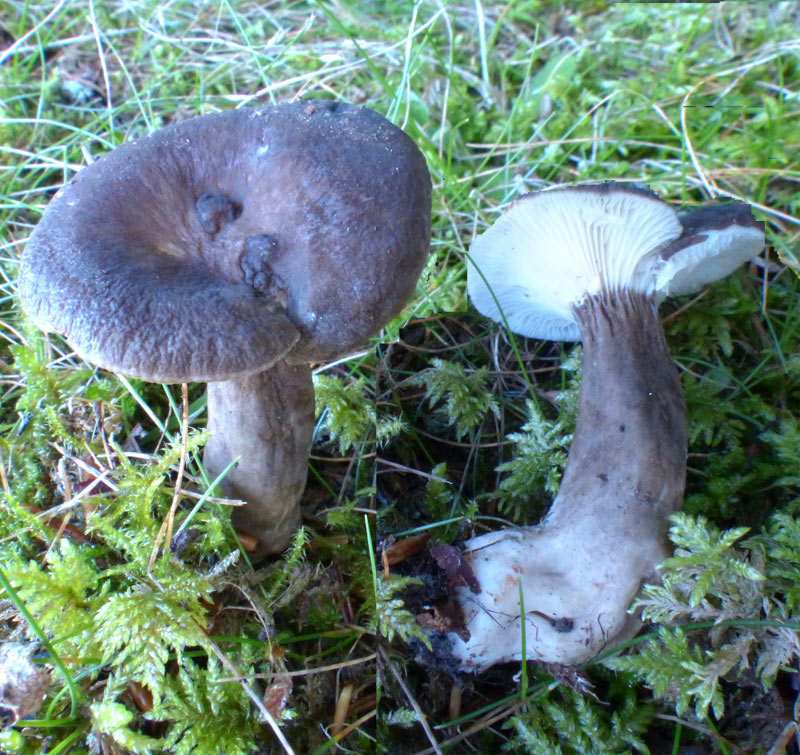 Lactarius lignyotus659.jpg