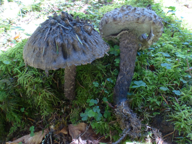 Strobilomyces strobilaceus 676.jpg