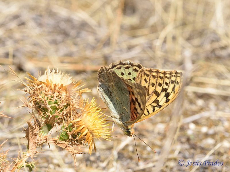 Argynnis pandora_24.JPG