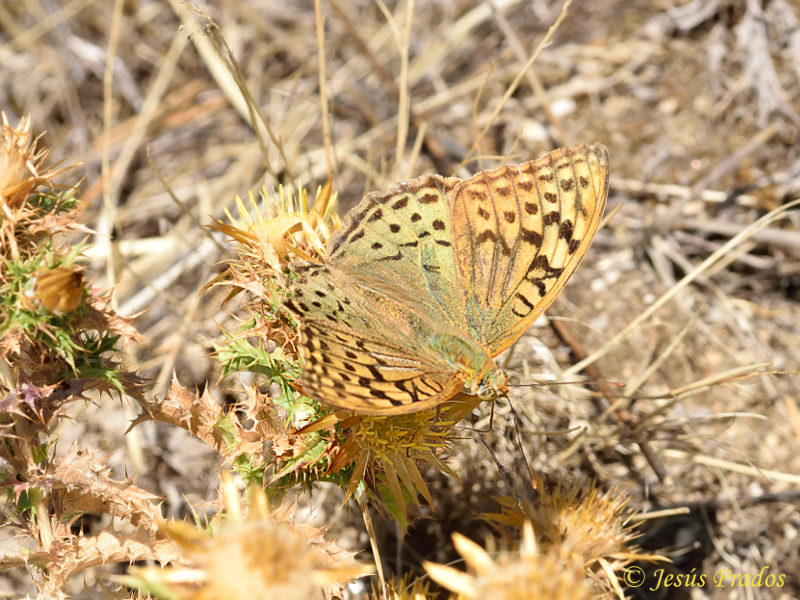 Argynnis pandora_22.JPG