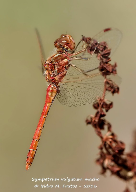 Sympetrum vulgatum macho_0046-denoised.jpg