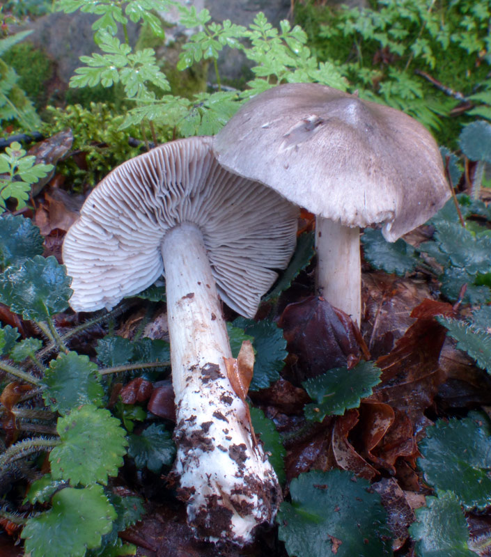 Tricholoma scioides 785.jpg