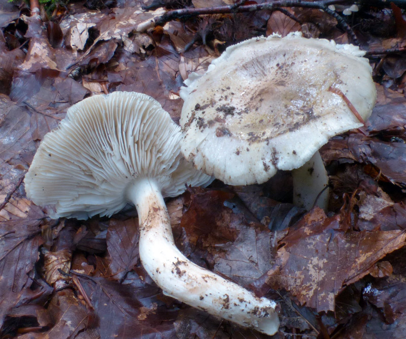 Tricholoma scioides 779.jpg