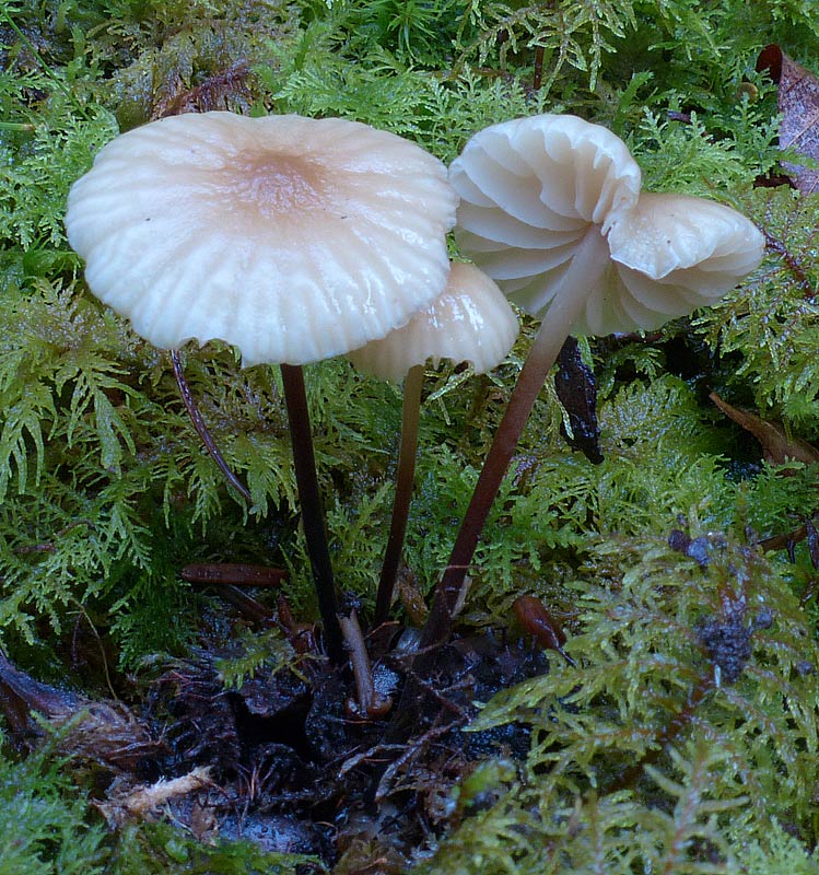 Marasmius torquescens 837.jpg