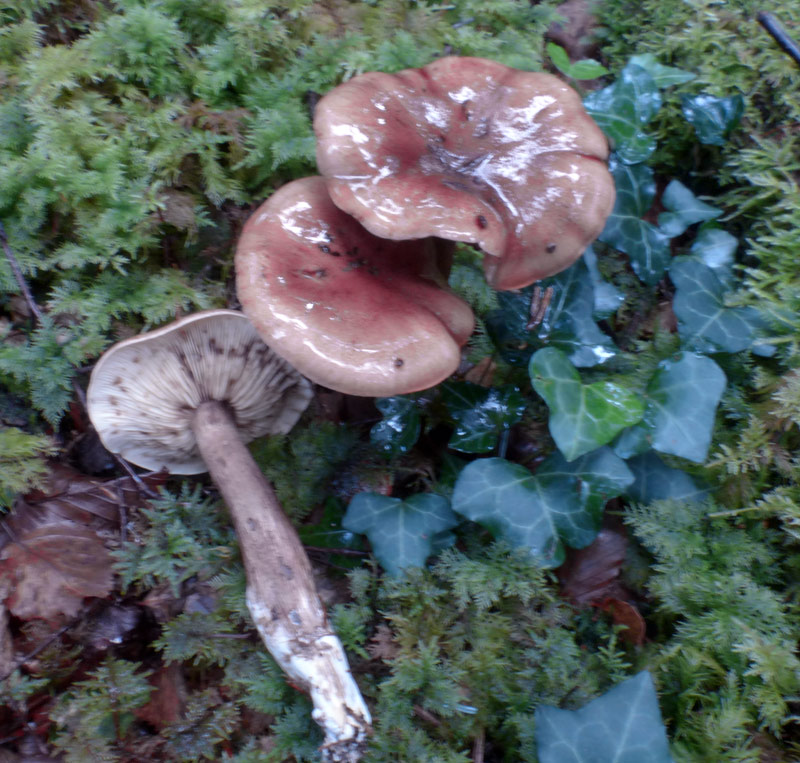 Tricholoma pseudonictitans 853.jpg