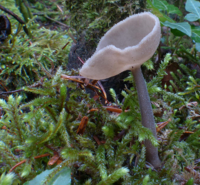 Helvella macrospus 854.jpg