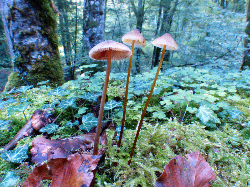 Mycena crocata P1110019.jpg