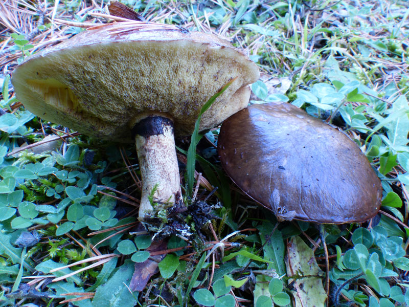 Suillus luteus 046.jpg