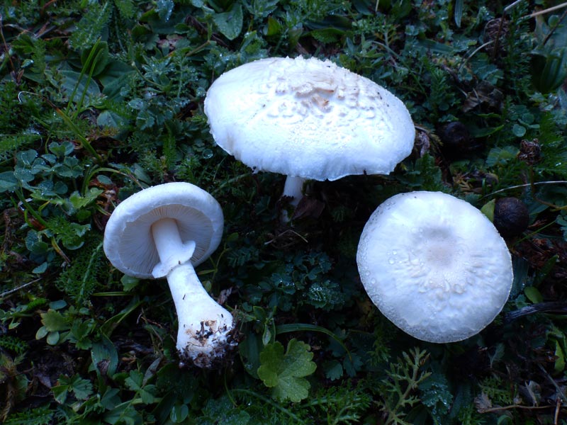 Leucoagaricus leucothites 049.jpg