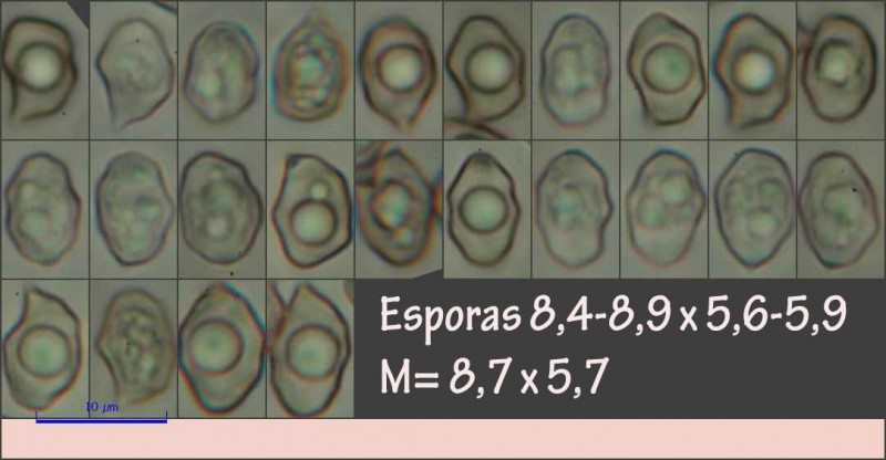Esporama-Entoloma42.jpg