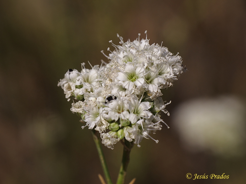 Gypsophila struthium subsp. struthium_9.JPG