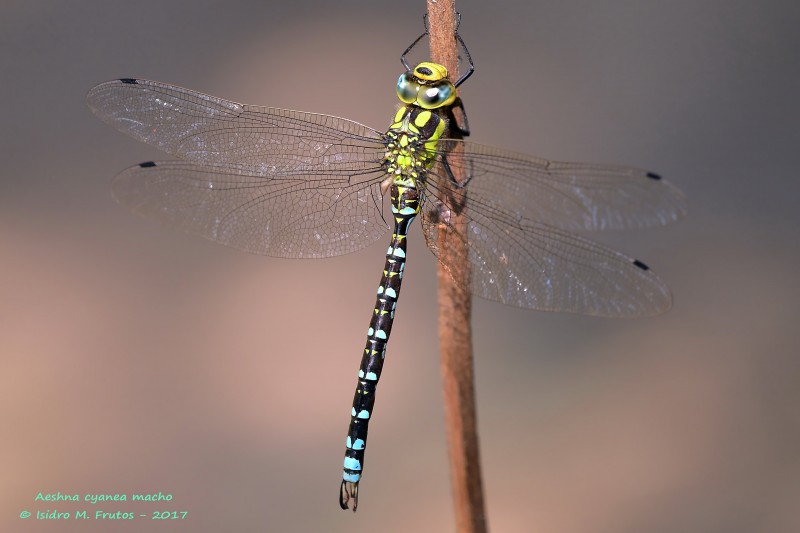 Aeshna cyanea macho_9302-denoised.jpg