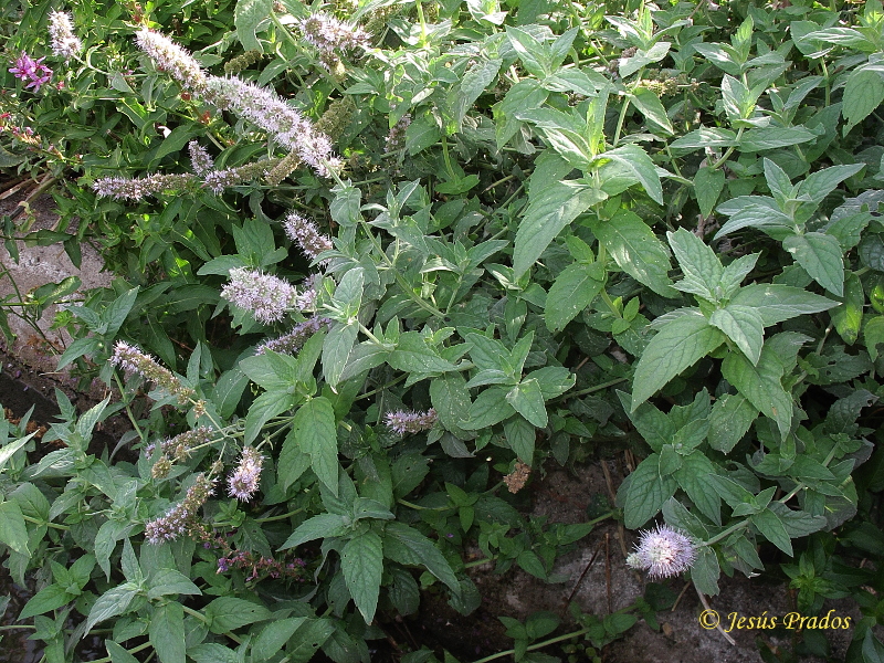 Mentha longifolia_1.JPG