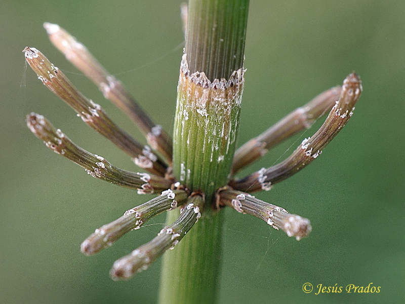 Equisetum ramosissimum_4.JPG