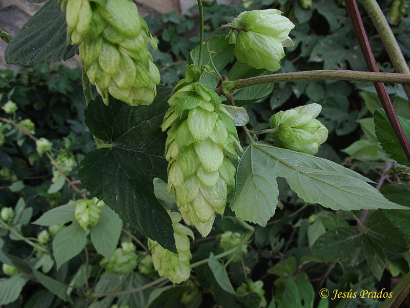 Humulus lupulus_4.JPG