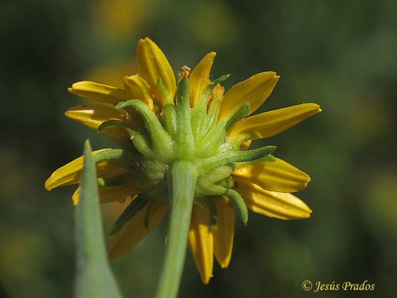 Wedelia glauca_11.JPG