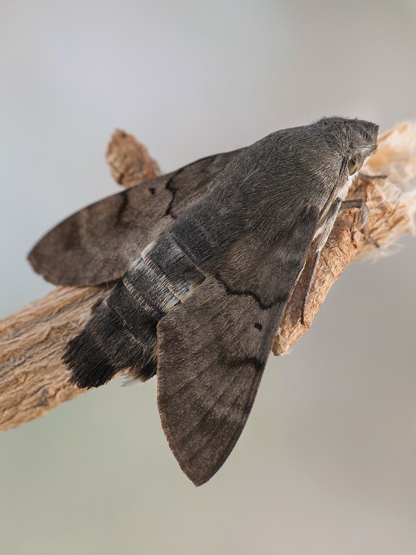 Macroglossum stellatarum 1.jpg