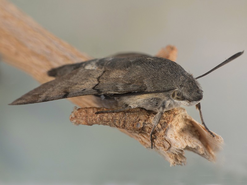 Macroglossum stellatarum 2.jpg