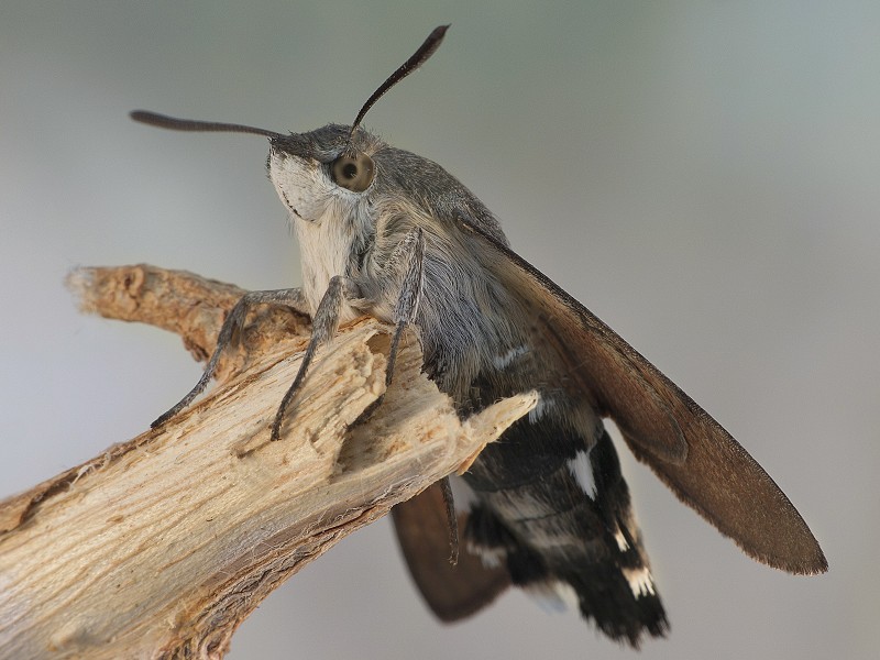 Macroglossum stellatarum 3.jpg