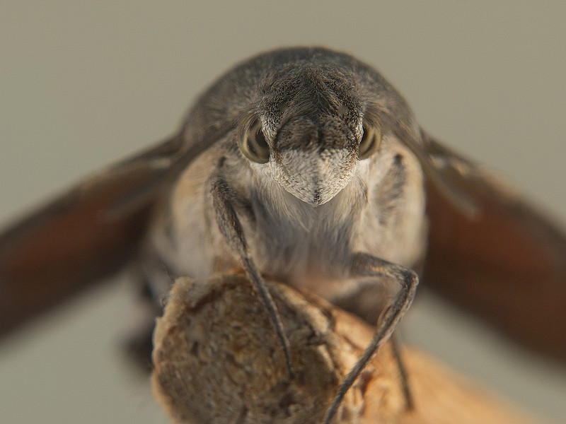 Macroglossum stellatarum 5.jpg