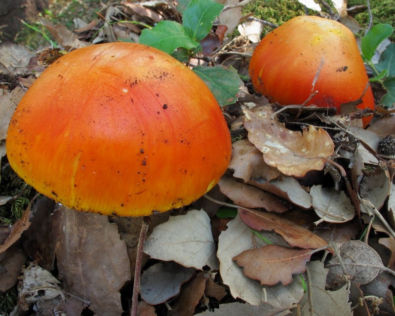 Amanita 3.JPG