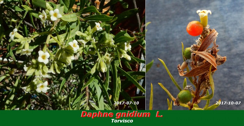 Daphne gnidium L..jpg