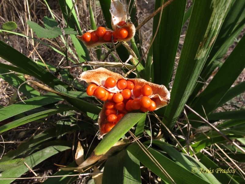 Chamaeiris foetidissima_3.JPG