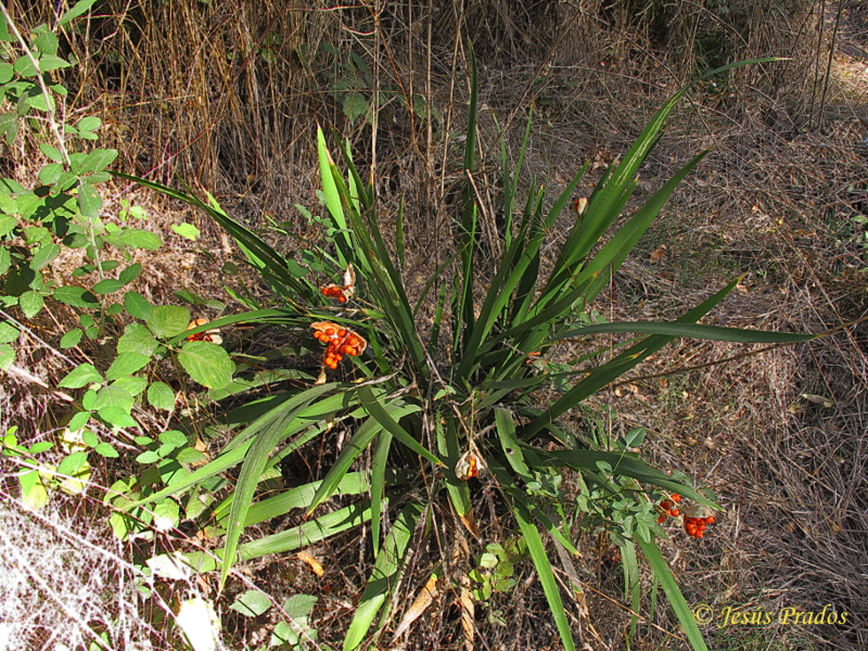 Chamaeiris foetidissima_1.JPG