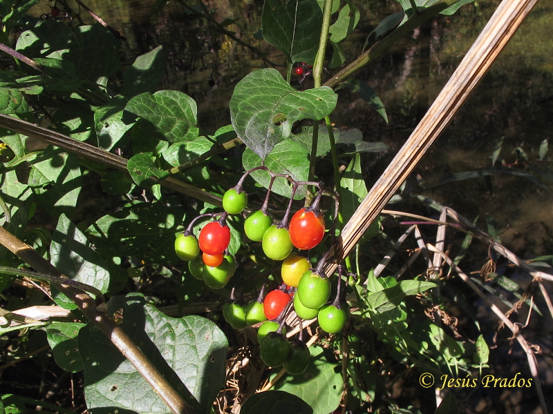 Solanum dulcamara_2.JPG