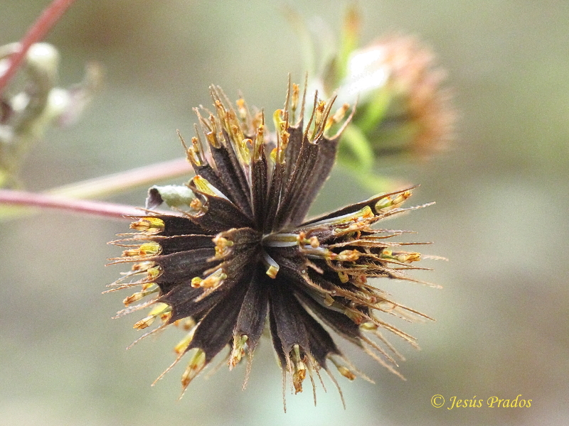 Bidens frondosa_15.JPG