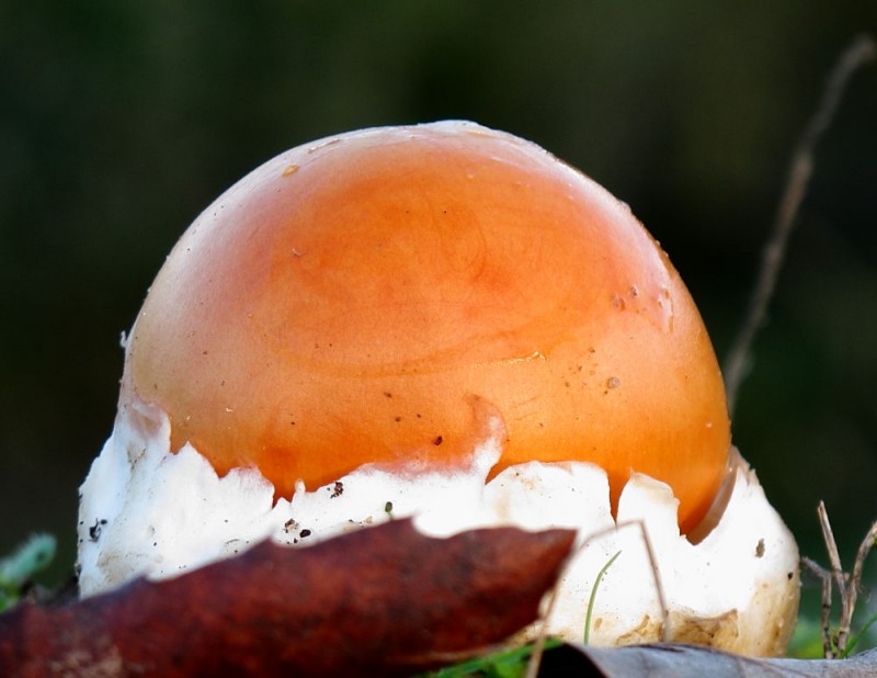 Amanita 2.JPG