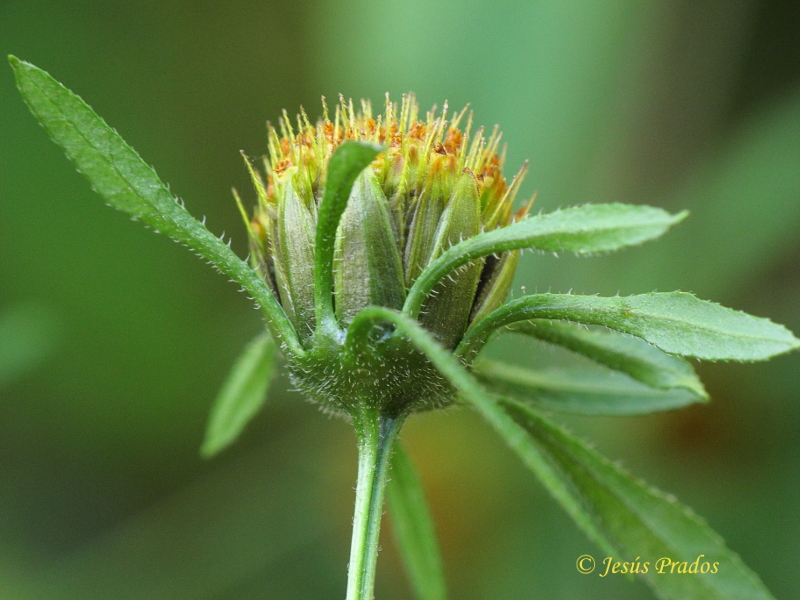 Bidens frondosa_5.JPG