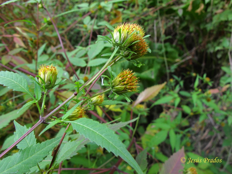 Bidens frondosa_2.JPG