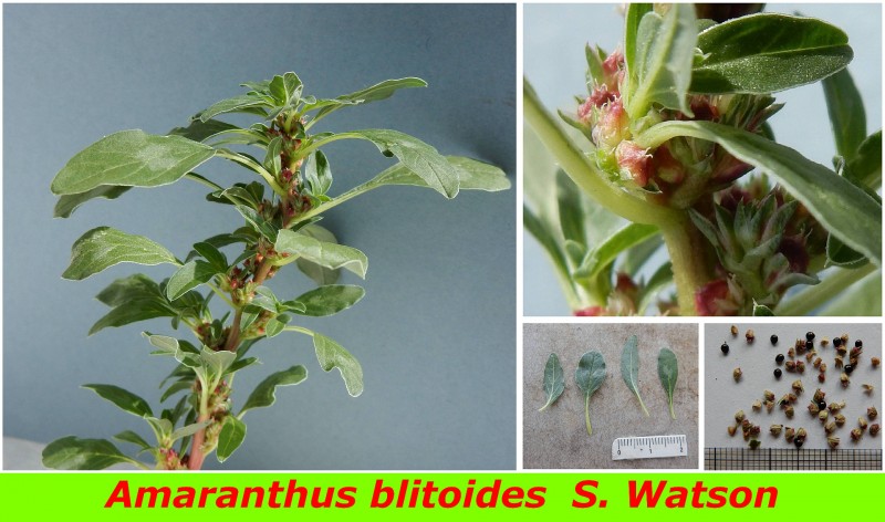 Amaranthus blitoides S. Watson.jpg