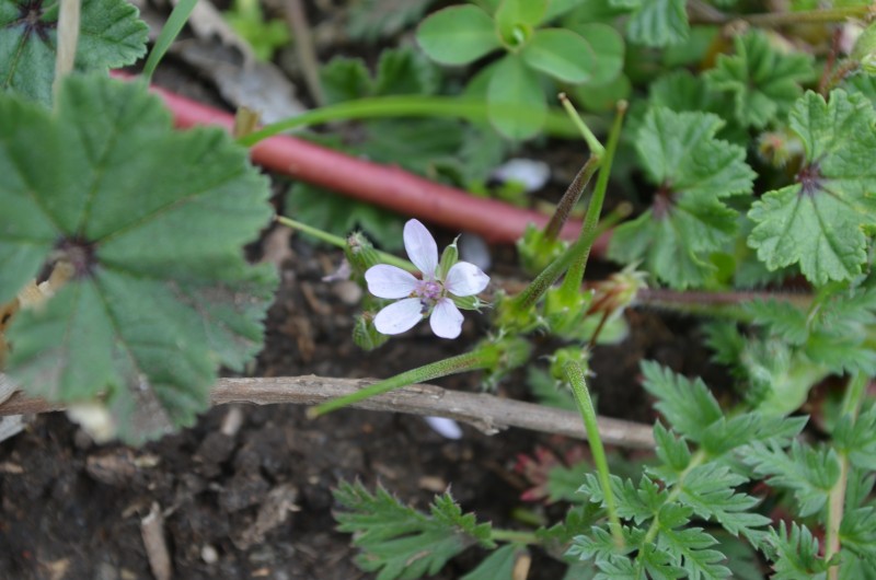 Geraniacea blanca. St Quirze de Colera 210316 (2).JPG