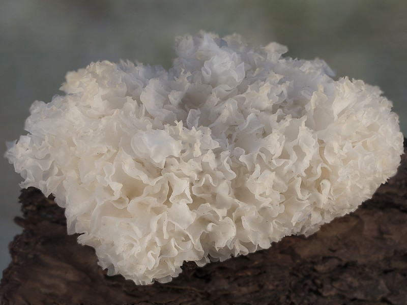 Tremella fuciformis 1.jpg