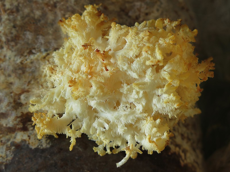 Hericium coralloides.jpg