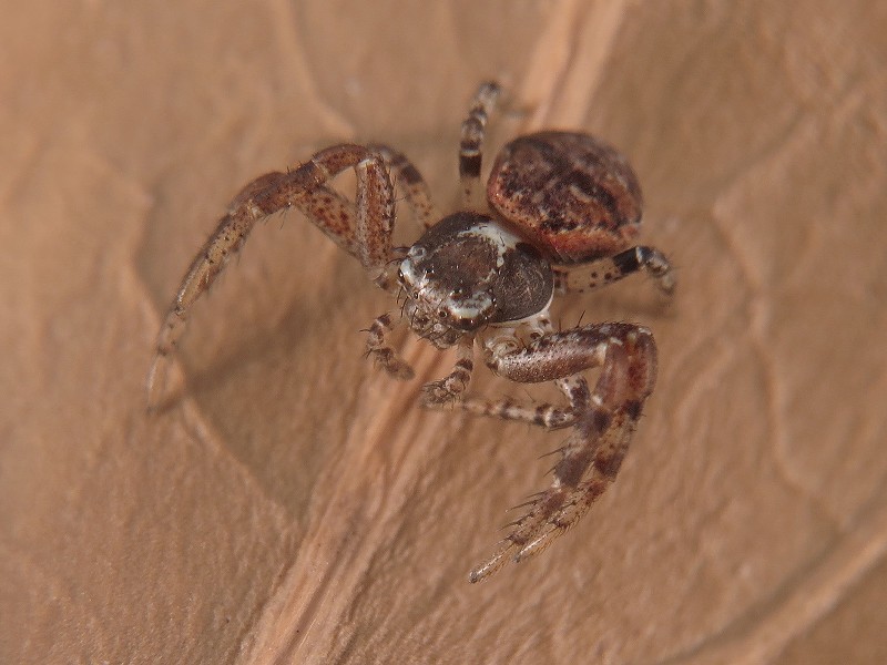 Xysticus sp. 1.jpg