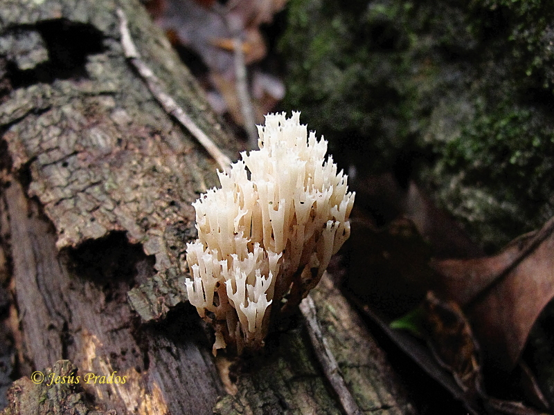 Ramaria sp. 181217_1.JPG