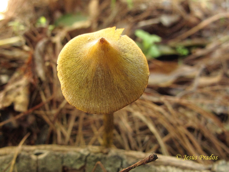 Hygrocybe sp. 171221_III.JPG