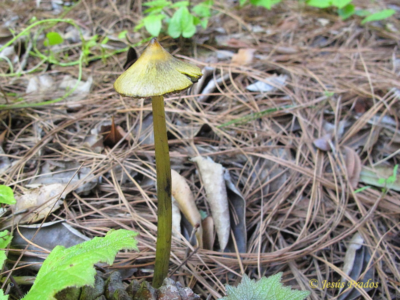 Hygrocybe sp. 171221_I.JPG