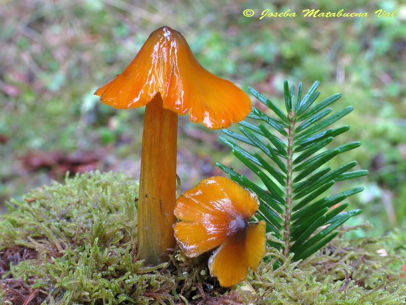 Hygrocybe tristis 120729 Irati 137.jpg